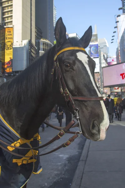 NYPD koně na times square v super Bowlu xlviii týden v Manhattanu — Stock fotografie