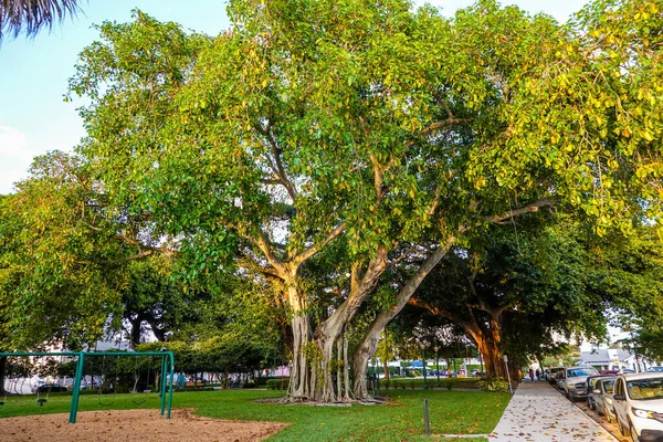 Albero Banyan West Palm Beach Florida — Foto Stock