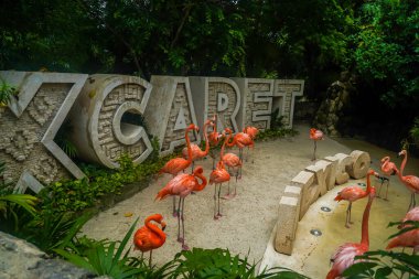 PLAYA DEL CARMEN, MEXICO - 6 Temmuz 2021: Karayip Flamingoları Playa del Carmen, Meksika 'daki Xcaret Eco Tema Parkı' nda