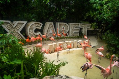 PLAYA DEL CARMEN, MEXICO - 6 Temmuz 2021: Karayip Flamingoları Playa del Carmen, Meksika 'daki Xcaret Eco Tema Parkı' nda