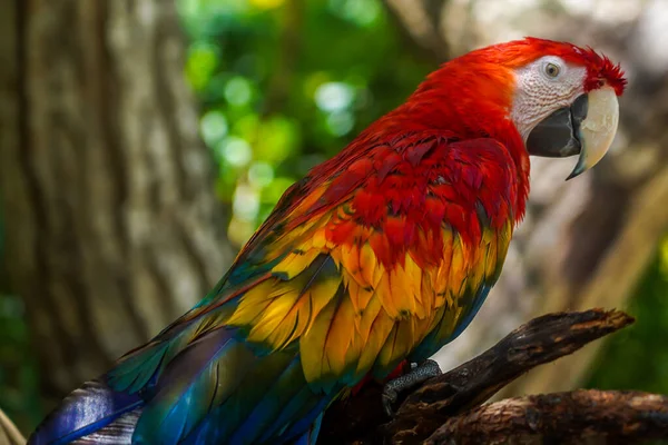 Meksika Bir Dalda Oturan Renkli Kırmızı Bir Papağan — Stok fotoğraf