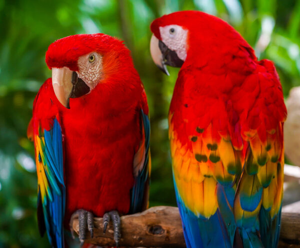 Colorful scarlet macaw sitting on a branch in Mexico