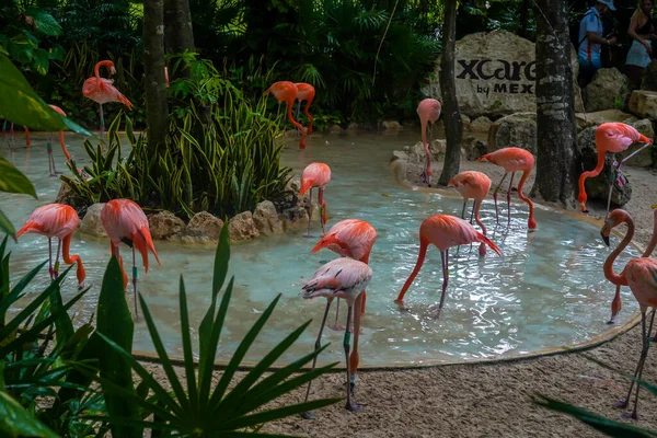 Playa Del Carmen Mexiko Juli 2021 Karibische Flamingos Xcaret Eco — Stockfoto