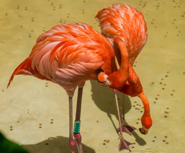 Karibische Flamingos Öko Themenpark Playa Del Carmen Mexiko — Stockfoto