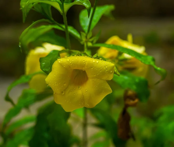 Flor Tropical Mexicana Allamanda Cathartica — Fotografia de Stock