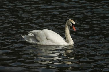 Sakin sularda yüzen güzel beyaz kuğu