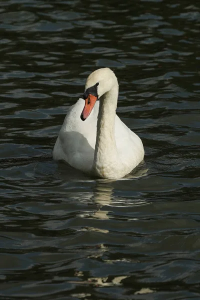 Schöner Weißer Schwan Schwimmt Auf Ruhigem Wasser — Stockfoto