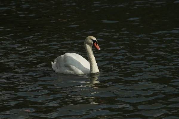 Beautiful White Swan Floating Calm Water — Stock Photo, Image