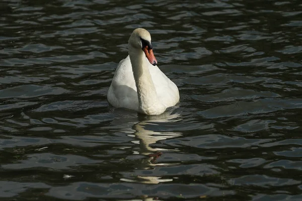 Schöner Weißer Schwan Schwimmt Auf Ruhigem Wasser — Stockfoto