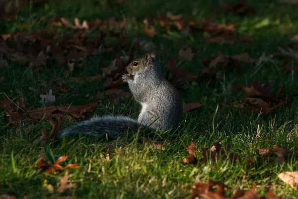 Eichhörnchen Einem Park Auf Long Island New York — Stockfoto