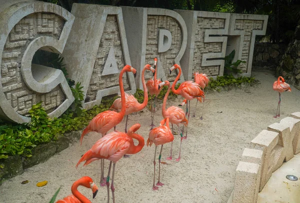 Playa Del Carmen Mexico July 2021 Caribbean Flamingos Xcaret Eco — Stock Photo, Image