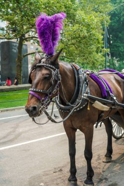 NEW YORK - 20 Temmuz 2021: Manhattan 59. Cadde 'deki Central Park yakınlarında At Arabası. At arabaları parkın güzelliğini tecrübe etmek için harika bir yoldur.