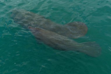 Palm Beach, Florida 'da denizayısı