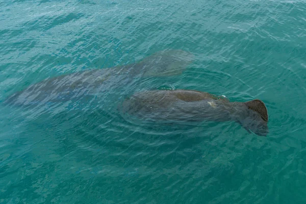 Manatee Palm Beachen Floridában — Stock Fotó