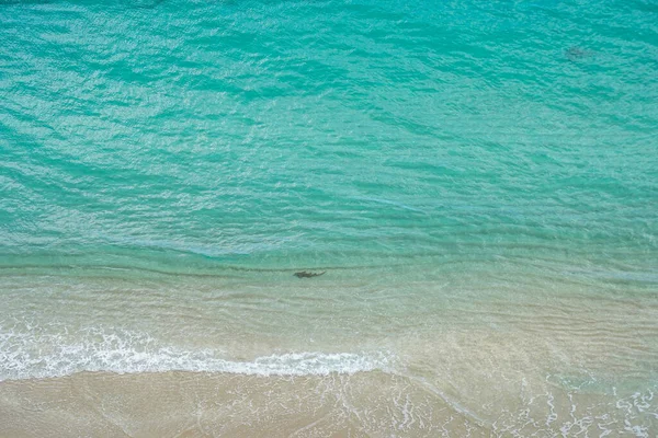Petite Infirmière Requin Nage Près Plage Floride — Photo