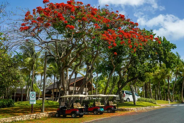 Romana Dominican Republic June 2021 Golf Carts Famous Teeth Dog — Stock Photo, Image