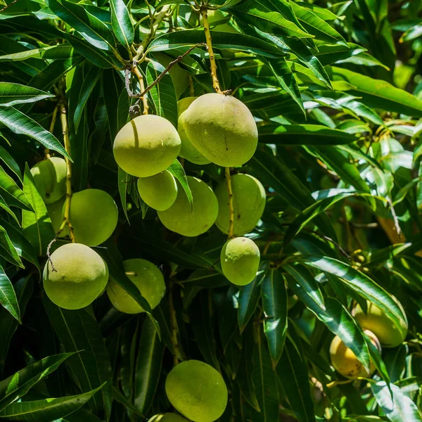 Ripe mango fruit on a mango tree in Dominican Republic