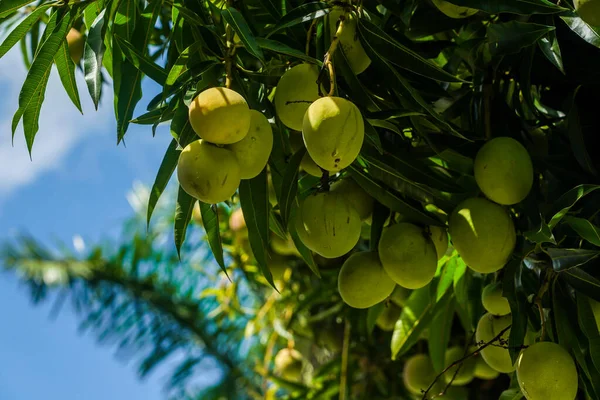 Ripe mango fruit on a mango tree in Dominican Republic