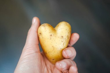 holding an organic heart shaped raw potato in hand with a natural background clipart