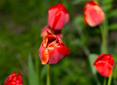 Kırmızı laleli bir çiçek tarhı. Tarım bitkilerinin çiçekleri..