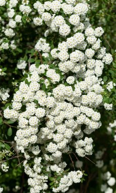 Spiraea Vanhouttei-Van Houtte 'un spiraea' sı. Süslü çalılar beyaz çiçeklerle çiçek açar..