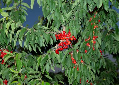 Olgun meyveli kiraz ağacı. Kırmızı böğürtlenlerle dolu dallar.