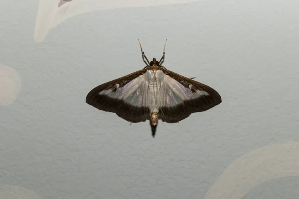 仙人掌蛾 Cydalima Spectral Talis 或箱形树蛾 Box Tree Moth 是仙人掌科的一种蛾 这只蝴蝶是个害虫 — 图库照片