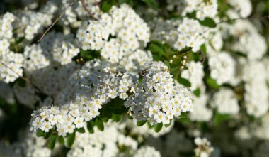 Spiraea Vanhouttei-Van Houtte 'un spiraea' sı. Süslü çalılar beyaz çiçeklerle çiçek açar..