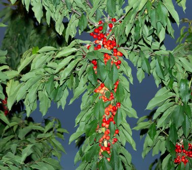 Olgun meyveli kiraz ağacı. Kırmızı böğürtlenlerle dolu dallar.