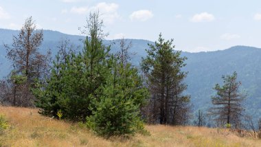 Bulgaristan ormanlarındaki yangınların sonuçları. Kömürleşmiş, ölü kozalaklı ağaçlar. Bir çevre felaketi.