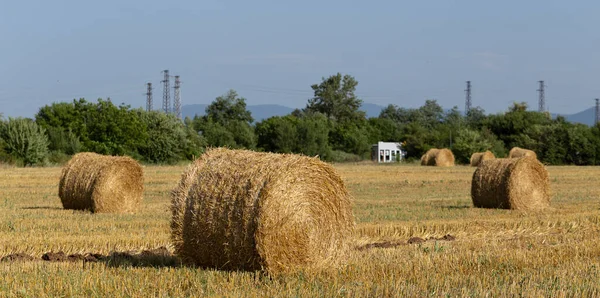 Récolte Blé Balles Rondes Paille Dans Champ — Photo