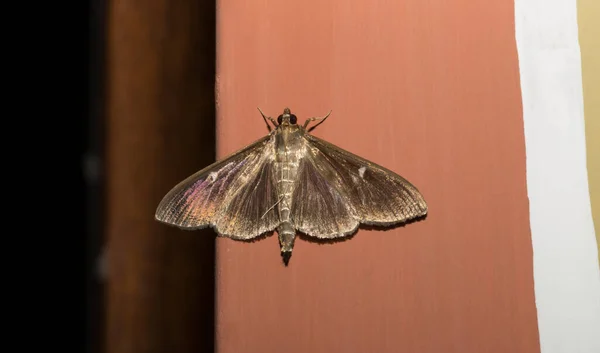 Cydalima Perspectalis Мотылек Бокового Дерева Является Видом Моли Семейства Crambidae — стоковое фото