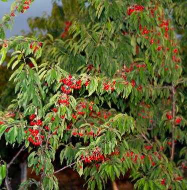 Olgun meyveli kiraz ağacı. Kırmızı böğürtlenlerle dolu dallar.