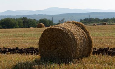 Buğday hasadı. Tarlada yuvarlak saman balyaları. Dağlık alanlarda tarım.