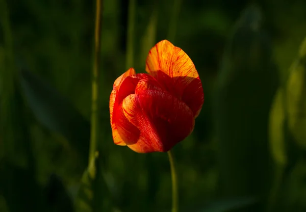 Macizo Flores Con Tulipanes Rojos Floración Plantas Cultivadas —  Fotos de Stock