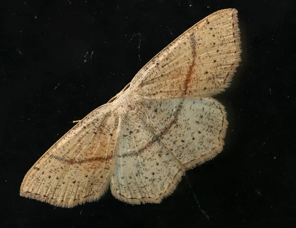 仙人掌 Cyclophora Codonia Punctaria 是仙人掌科的一种蛾 黑色背景上的影像蝴蝶 — 图库照片