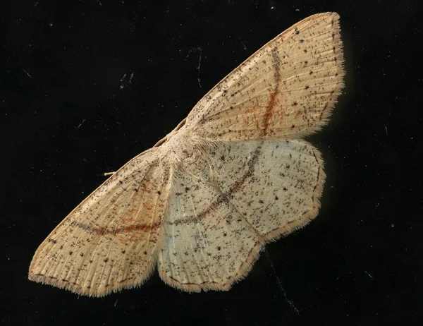 Cyclophora Codonia Punctaria Світлий Метелик Родини Geometridae Бабак Чорному Фоні — стокове фото