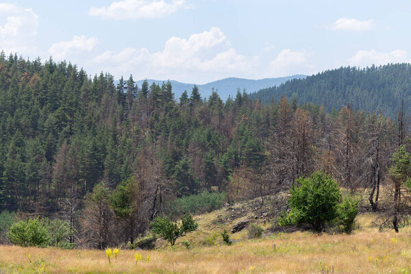Последствия пожара в лесах Болгарии. Обугленные, мертвые хвойные деревья. Экологическая катастрофа.