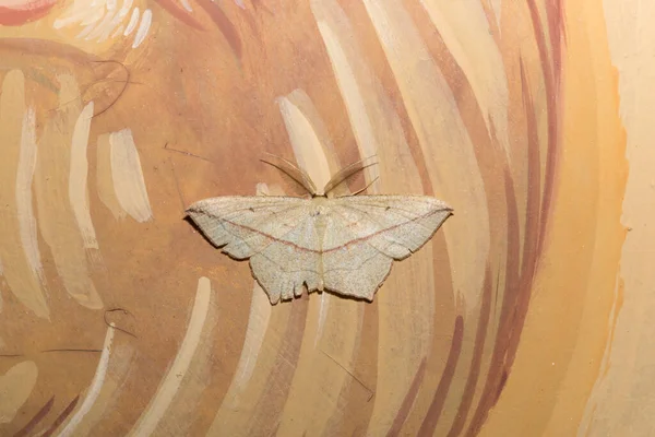 Vérvéna Timandra Comae Geometridae Család Lepkéje Egy Pillangó Piros Vonallal — Stock Fotó