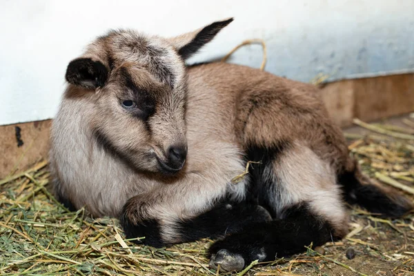 Alpina Getmjölksdjur Liten Sovande Bebis Get — Stockfoto