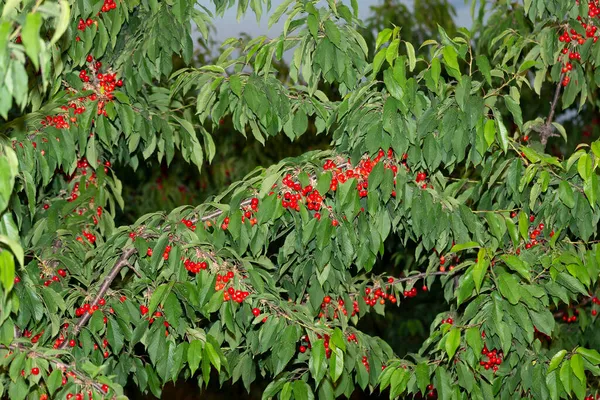 Kirschbaum Mit Reifen Früchten Zweige Mit Roten Beeren Übersät — Stockfoto