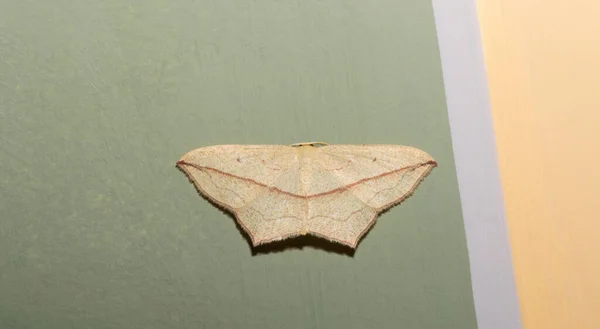 블러드 Blood Vein Timandra Comae Geometridae 나방이다 날개에 나비입니다 Timandra — 스톡 사진