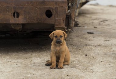 Orta Asya çobanı. Bölgelerindeki vahşi köpekler. Şirin, üzgün köpecik..