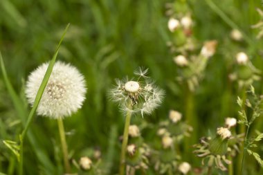 Bir karahindiba tarlası. Yaban çiçekleriyle dolu bahar manzarası.