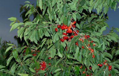 Olgun meyveli kiraz ağacı. Kırmızı böğürtlenlerle dolu dallar.