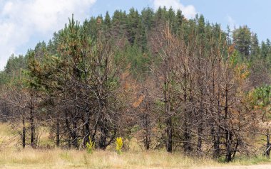 Bulgaristan ormanlarındaki yangınların sonuçları. Kömürleşmiş, ölü kozalaklı ağaçlar. Bir çevre felaketi.