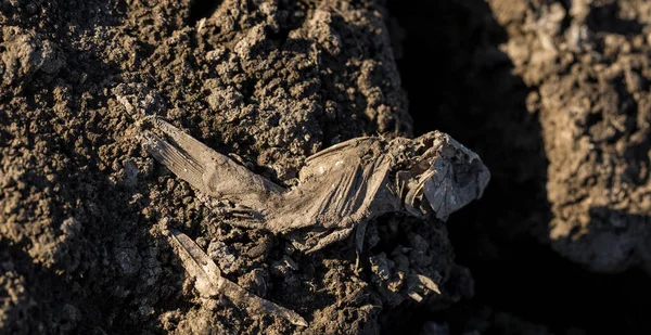 Descomposición Del Cadáver Pez Fondo Lago Seco Cataclismo Ambiental Muerte — Foto de Stock