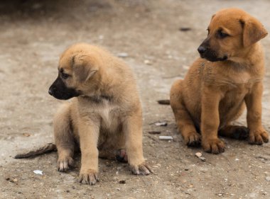 Orta Asya çobanı. Bölgelerindeki vahşi köpekler. Köpek maçları, hayvanlar arasındaki ilişki..