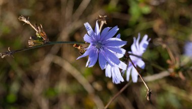 Asteraceae, papatya familyasının daimi bitkisi, parlak mavi çiçekleri ile yaygın hindiba (Cichorium intybus)..