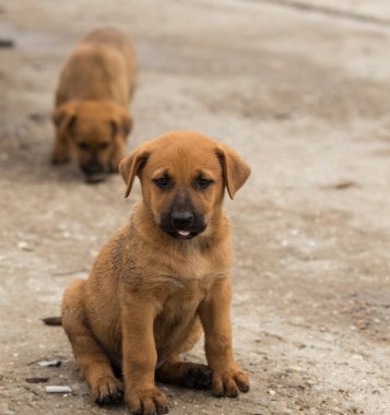Orta Asya çobanı. Bölgelerindeki vahşi köpekler. Köpek maçları, hayvanlar arasındaki ilişki..